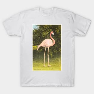 Coral flamingo, Miami postcard T-Shirt